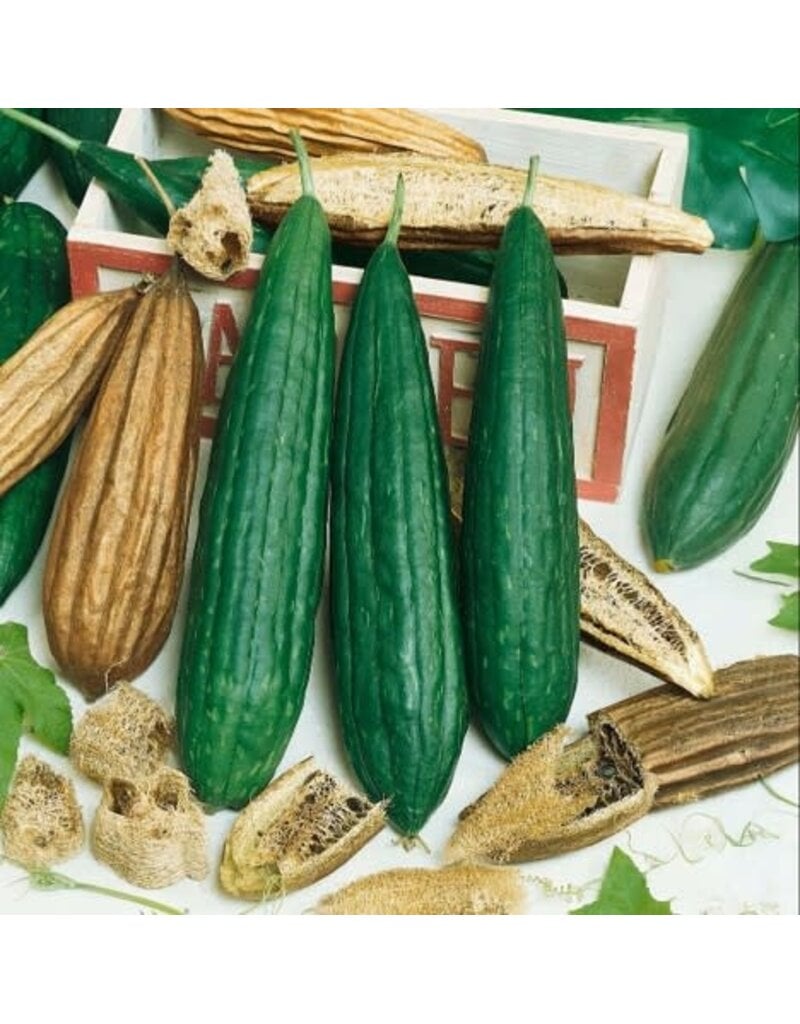 Seed Saver's Exchange Gourd, Luffa Sponge