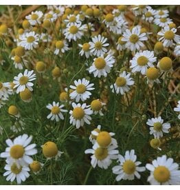 Seed Saver's Exchange Herb, German Chamomile