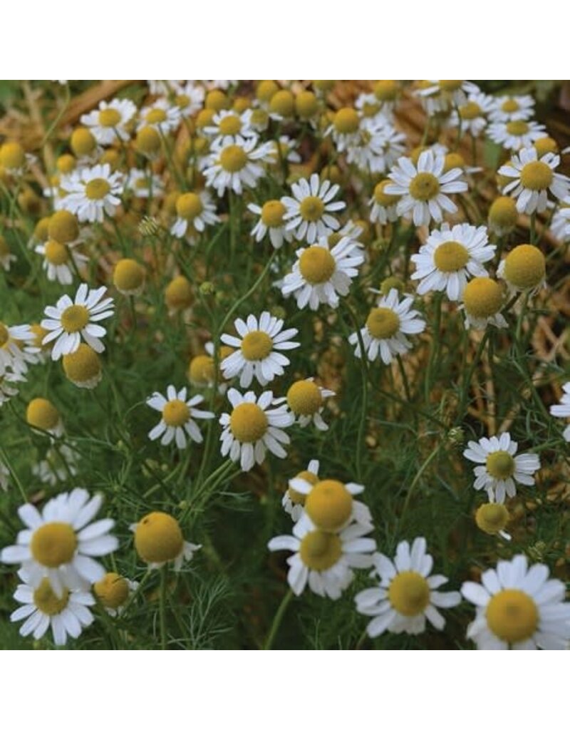 Seed Saver's Exchange Herb, German Chamomile