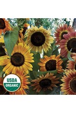 Seed Saver's Exchange Sunflower, Evening Sun