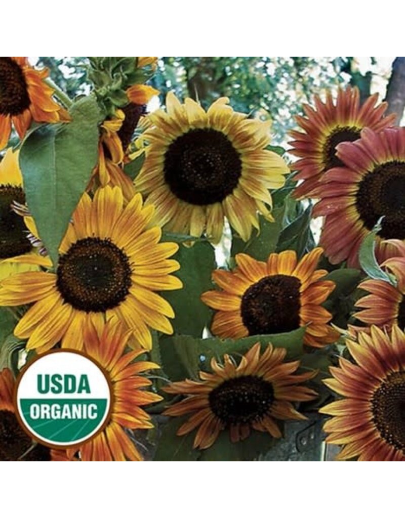 Seed Saver's Exchange Sunflower, Evening Sun
