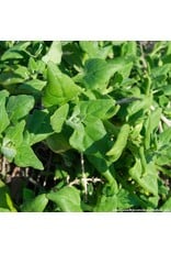 ECHO Seed Bank Spinach, New Zealand