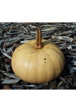 ECHO Seed Bank Pumpkin, Seminole