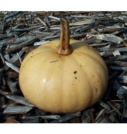 ECHO Seed Bank Pumpkin - Seminole