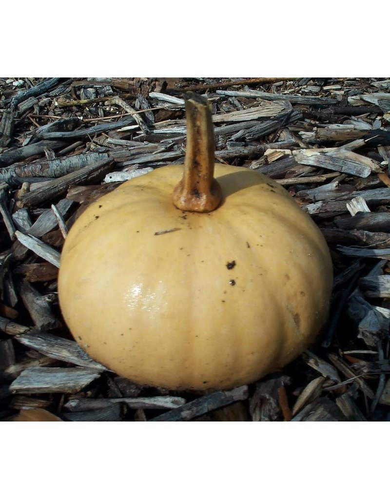 ECHO Seed Bank Pumpkin, Seminole