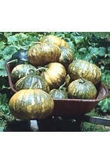 ECHO Seed Bank Pumpkin, Seminole