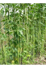 ECHO Seed Bank Bean, Yardlong