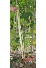 ECHO Seed Bank Bean, Yardlong