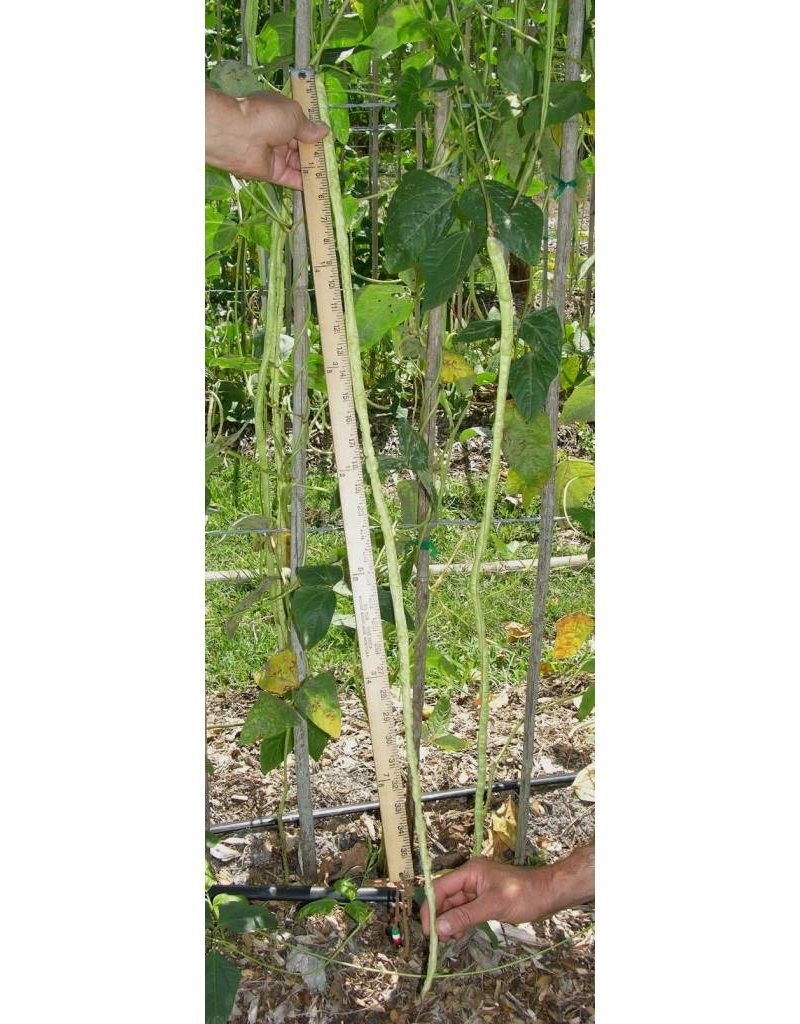 ECHO Seed Bank Bean, Yardlong