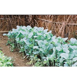 ECHO Seed Bank Kale, Ethiopian