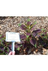 ECHO Seed Bank Spinach, Lagos