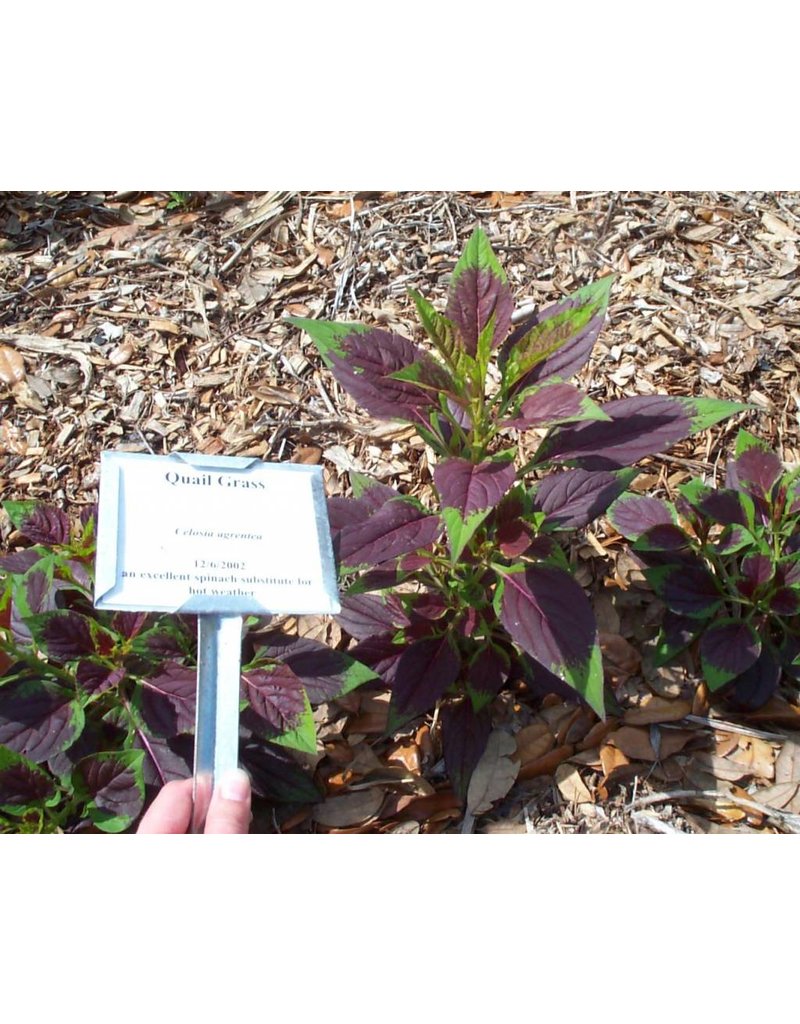 ECHO Seed Bank Spinach, Lagos