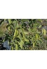 ECHO Seed Bank Pigeon Pea, Mix