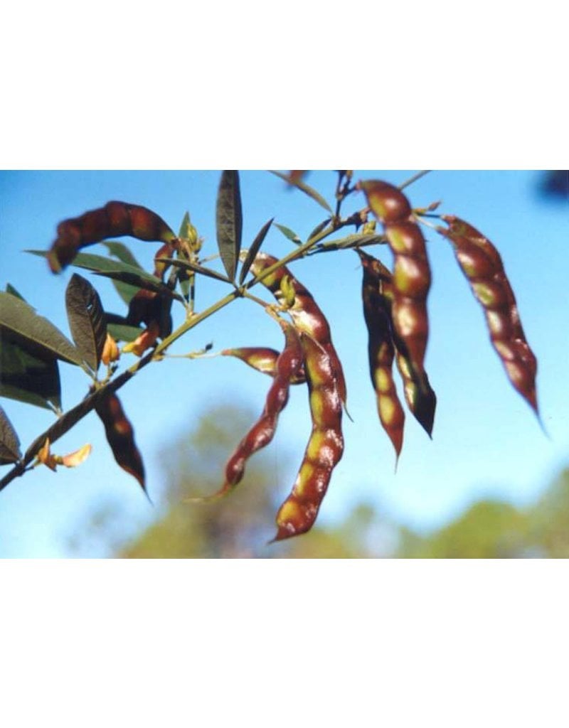 ECHO Seed Bank Pigeon Pea, Mix