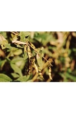 ECHO Seed Bank Pigeon Pea, Mix