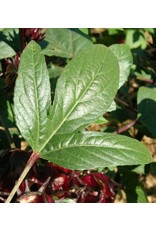 ECHO Seed Bank Roselle