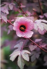 ECHO Seed Bank Cranberry Hibiscus