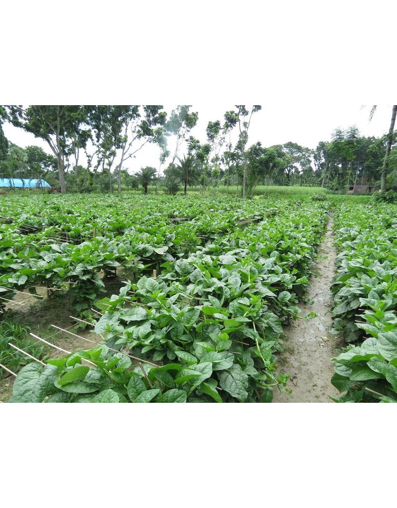 ECHO Seed Bank Spinach, Malabar Green Vines