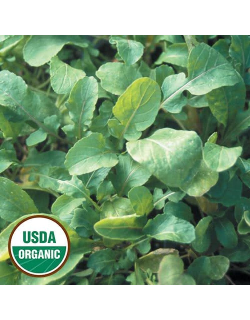 Seed Saver's Exchange Arugula, Arugula