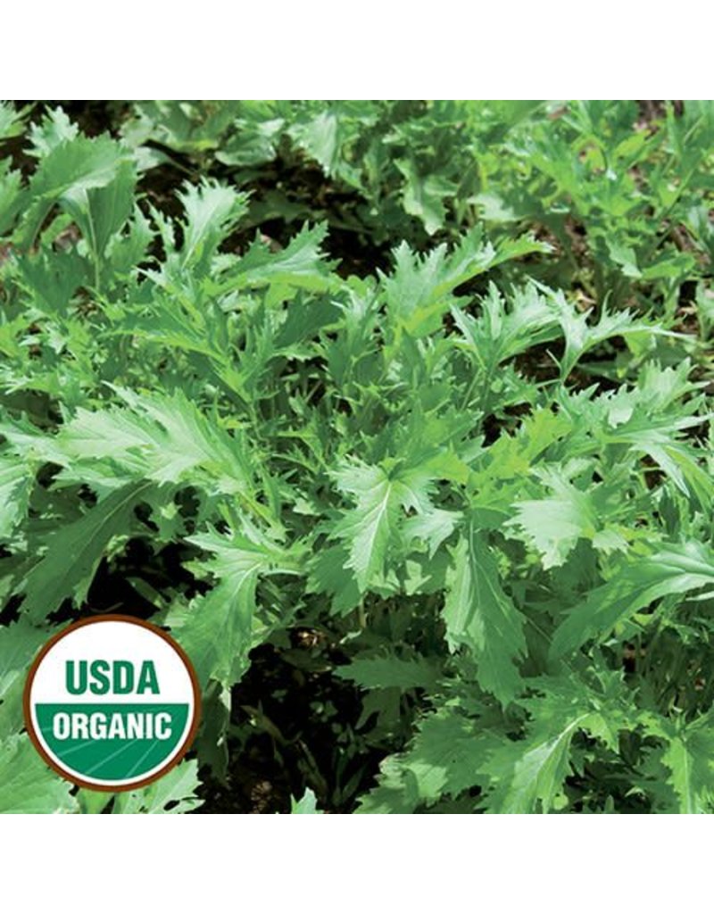 Seed Saver's Exchange Asian Green, Mizuna