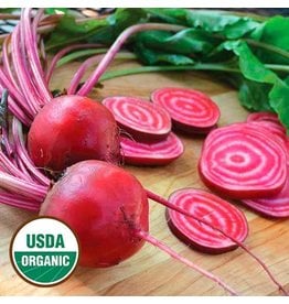 Seed Saver's Exchange Beet, Chioggia