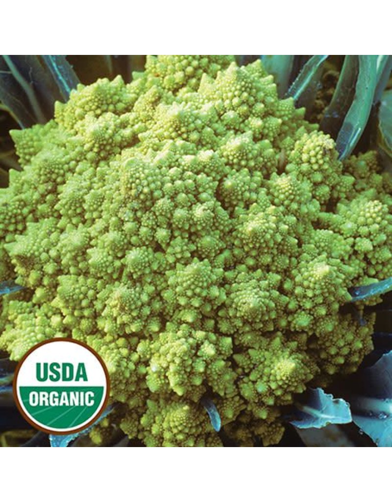 Seed Saver's Exchange Cauliflower, Romanesco (organic)