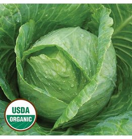 Seed Saver's Exchange Cabbage, Early Jersey Wakefield