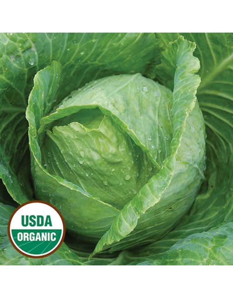 Seed Saver's Exchange Cabbage, Early Jersey Wakefield