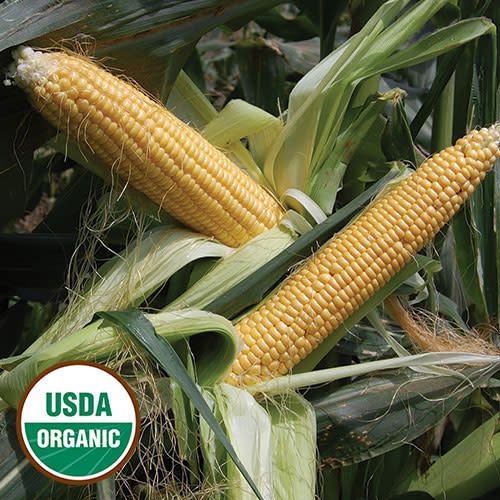 Corn Golden Bantam Corn Golden Bantam