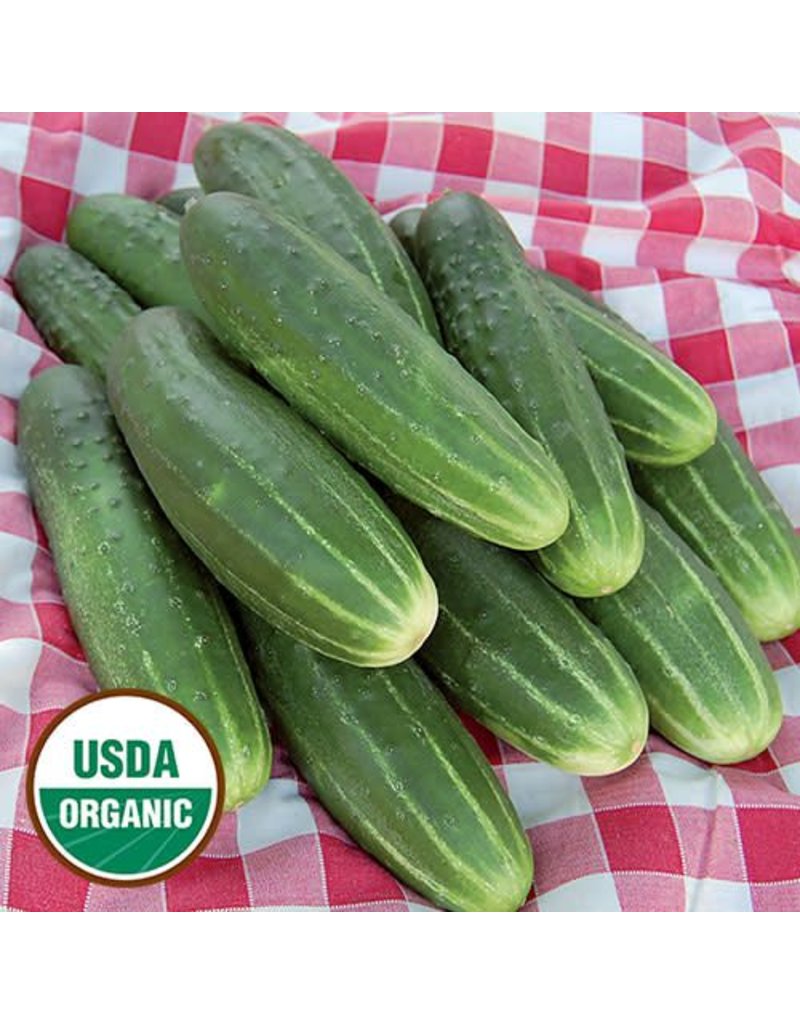 Seed Saver's Exchange Cucumber, A&C Pickling