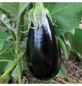Seed Saver's Exchange Eggplant, Florida High Bush