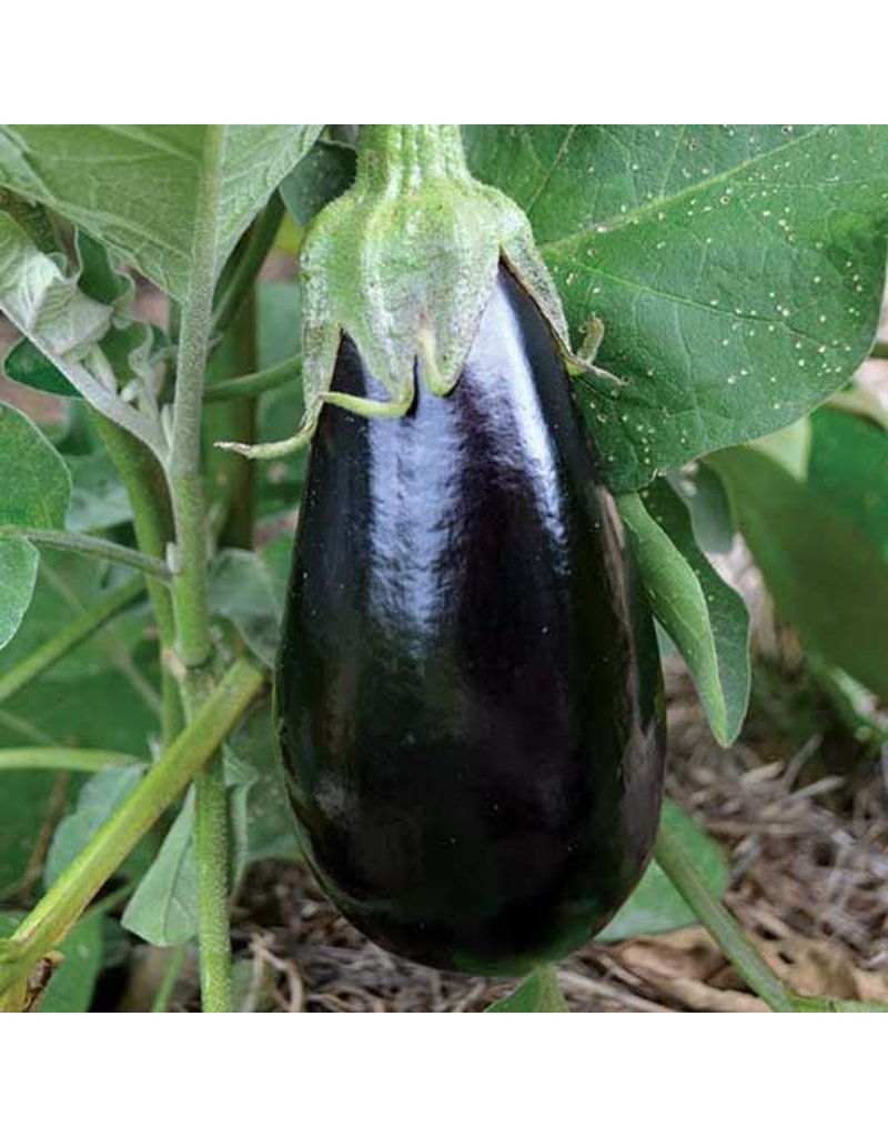 Seed Saver's Exchange Eggplant, Florida High Bush