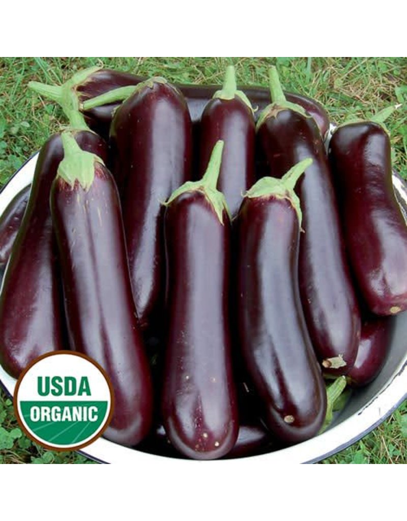 Seed Saver's Exchange Eggplant, Diamond