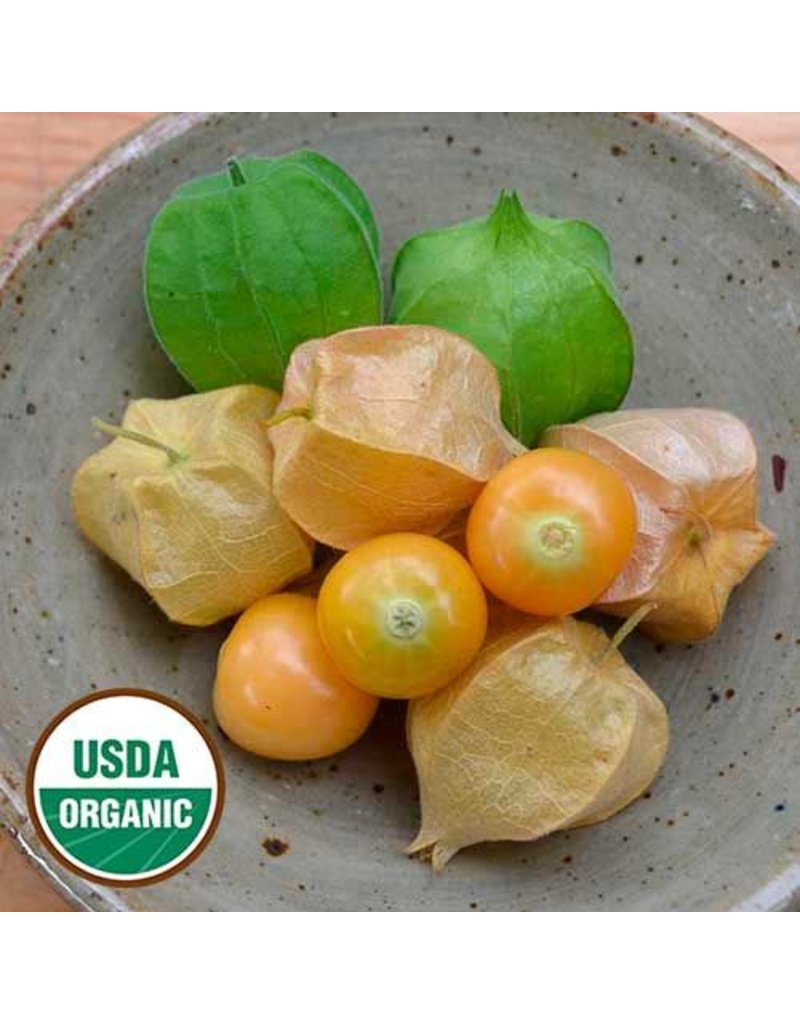 Seed Saver's Exchange Ground Cherry, Aunt Molly's