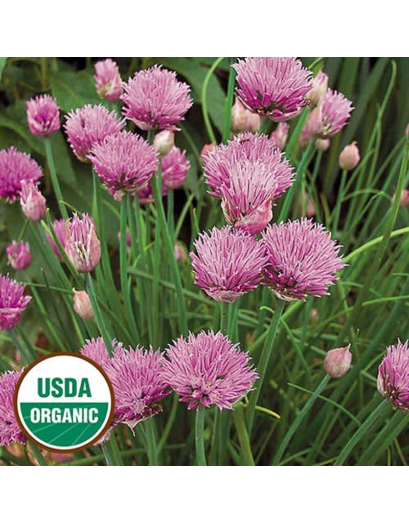Seed Saver's Exchange Herb, Chives