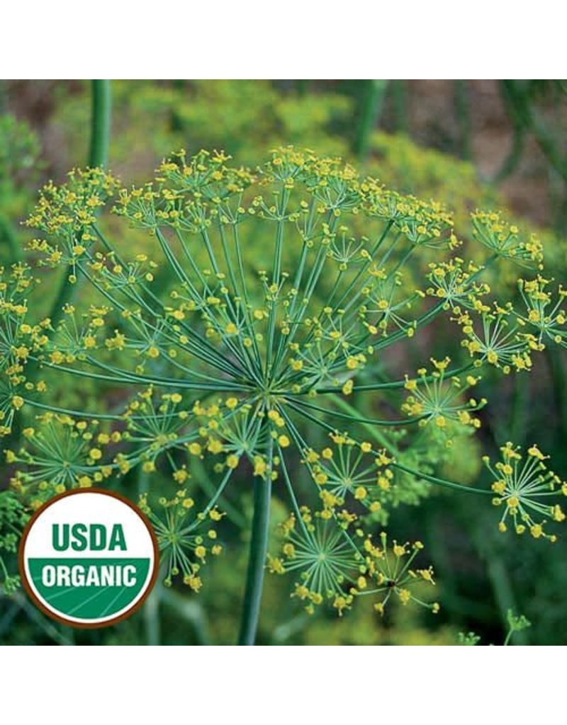 Seed Saver's Exchange Herb, Dill Bouquet Seed