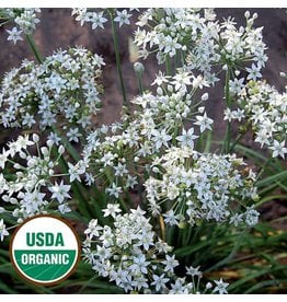 Seed Saver's Exchange Herb, Garlic Chives