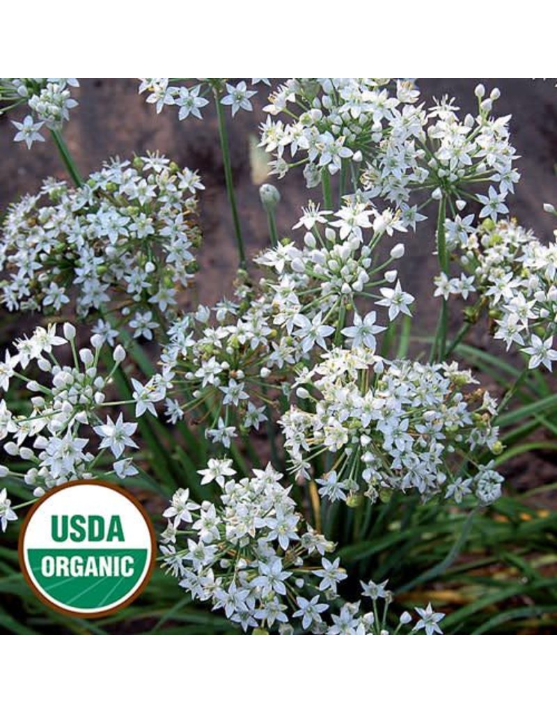 Seed Saver's Exchange Herb, Garlic Chives