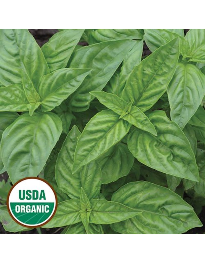 Seed Saver's Exchange Herb, Genovese Basil