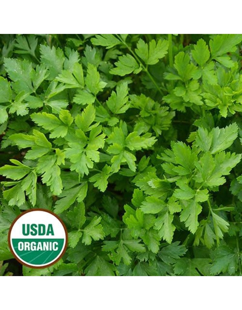Seed Saver's Exchange Herb, Giant from Italy Parsley