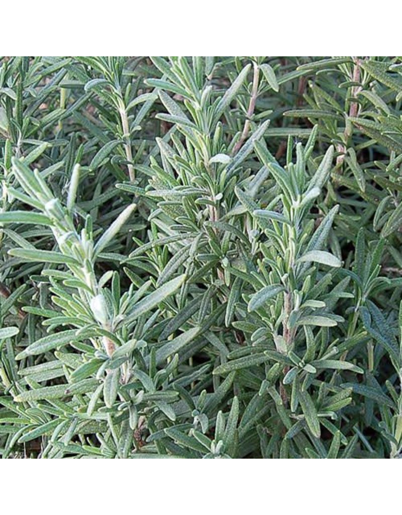 Seed Saver's Exchange Herb, Rosemary