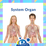 Organ System