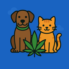 Pet