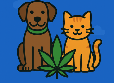 Pet