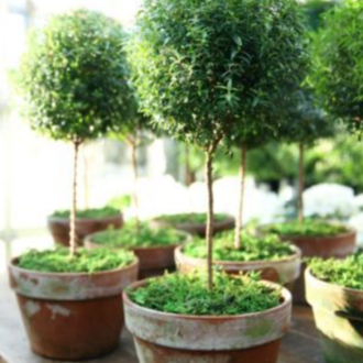 Myrtle Standard 10" Ball, 8" Clay Pot - Local Delivery Only