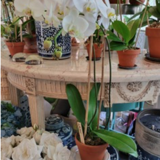 Double White Orchid 6" pot