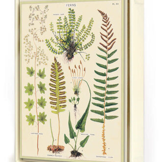Cavallini Papers Fern Notecards