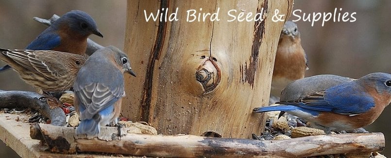 Wild Bird