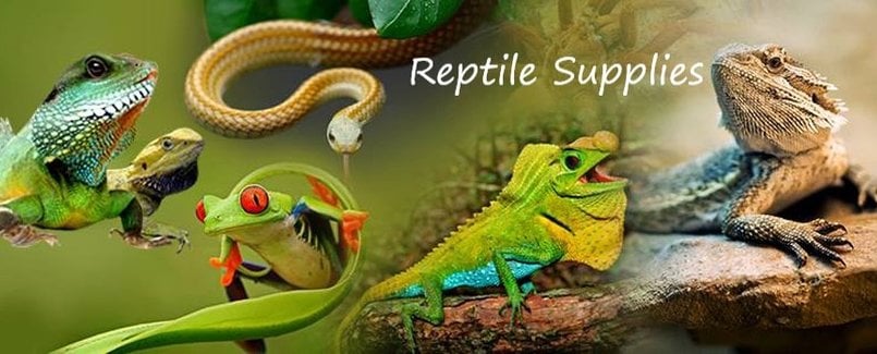 Reptile