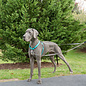 PETSAFE - All Petsafe 2 Point Control Leash Gray